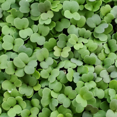 Arugula Microgreens from Rooted Locally