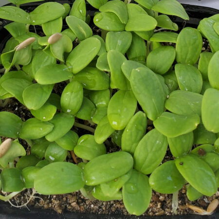 Cantaloupe Microgreens