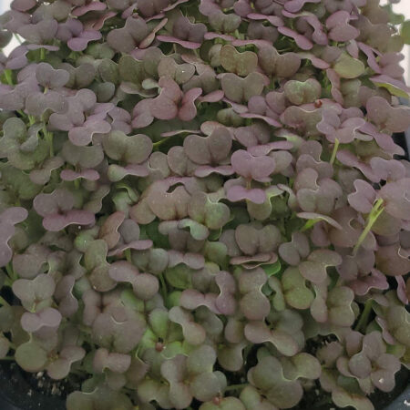 Garnet Giant Mustard Microgreens from Rooted Locally