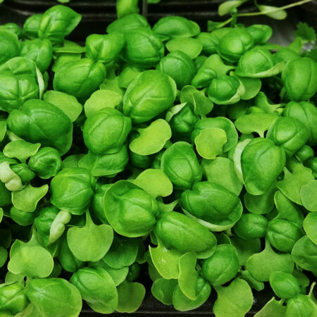 Italian Large Leaf Basil by Rooted Locally