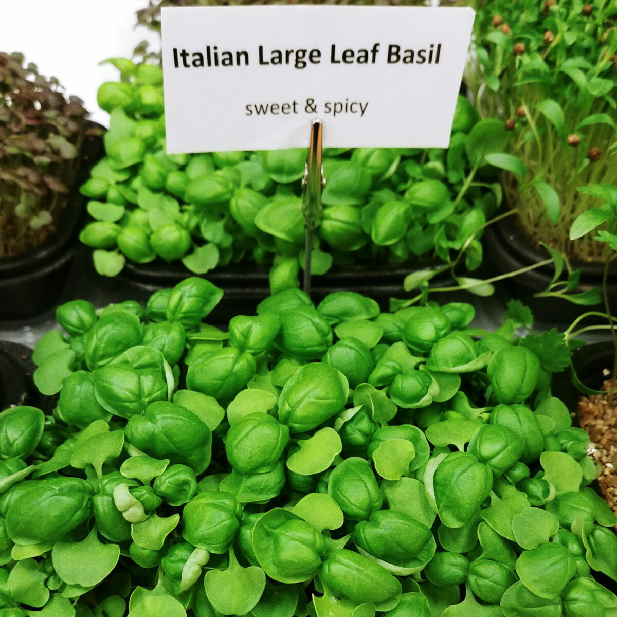 Buy Non GMO Italian Large Leaf Basil | Microgreens | Rooted Locally ...
