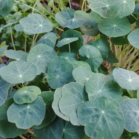 Nasturtium Shoots