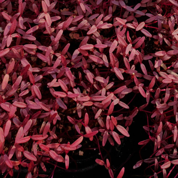 Red Amaranth