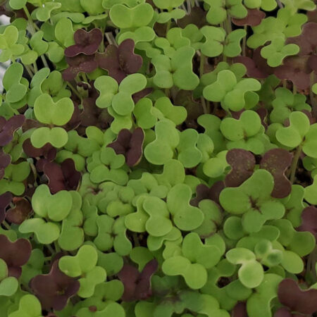 Spicy Mix Microgreens