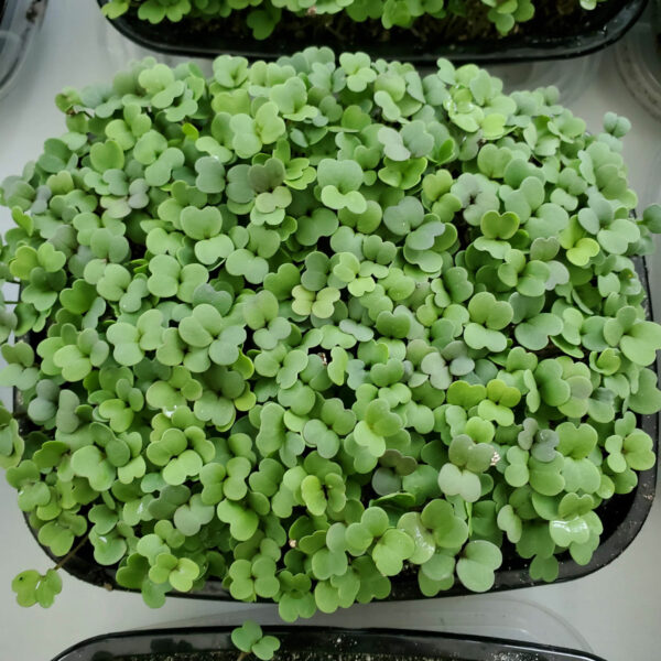 Arugula Microgreens from Rooted Locally