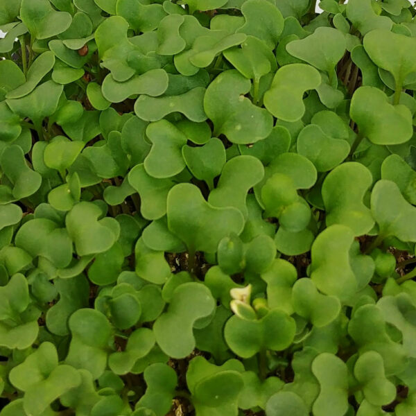 Broccoli Microgreens from Rooted Locally