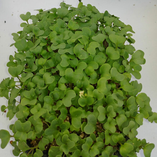 Broccoli Microgreens from Rooted Locally