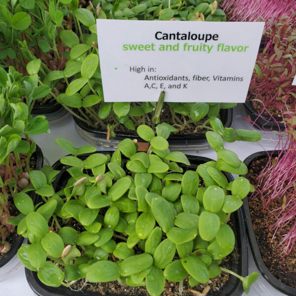 Cantaloupe Microgreens