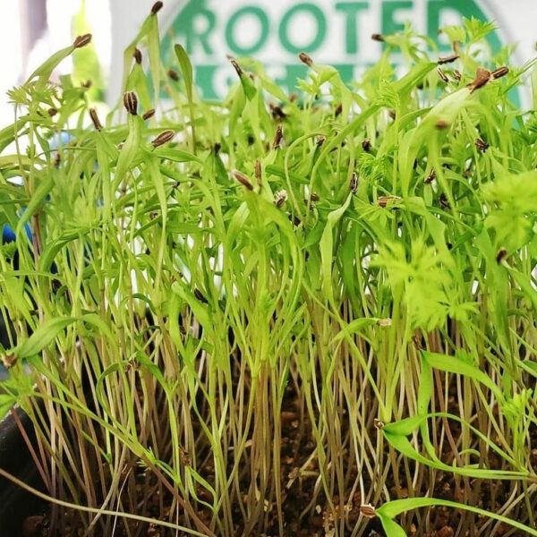 Carrots Microgreens from Rooted Locally