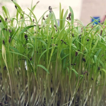 Carrots Microgreens from Rooted Locally