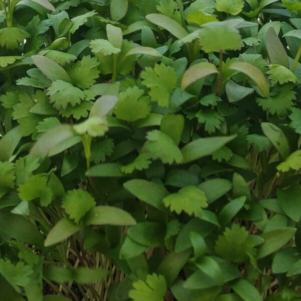 Cilantro by Rooted Locally