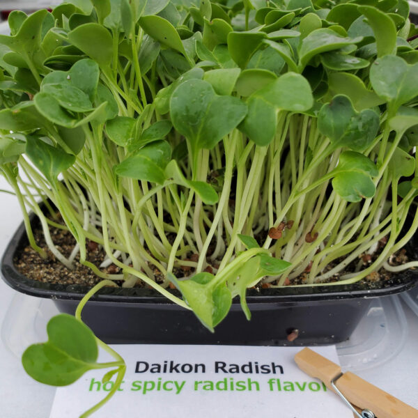 Daikon Radish from Rooted Locally in Buffalo, NY