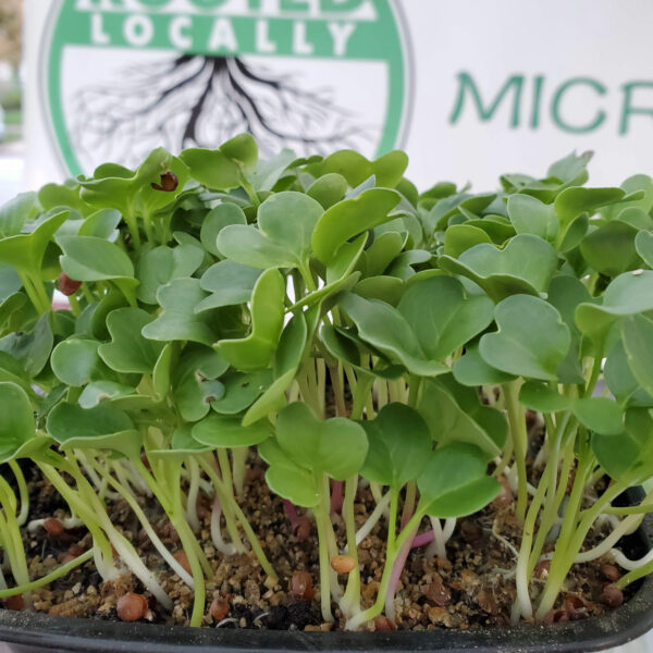 Daikon Radish from Rooted Locally in Buffalo, NY