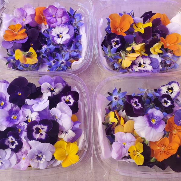 Edible Flower Variety Pack - Small Blooms