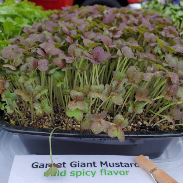 Garnet Giant Mustard from Rooted Locally