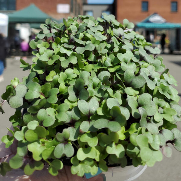 Mild Microgreens Mix