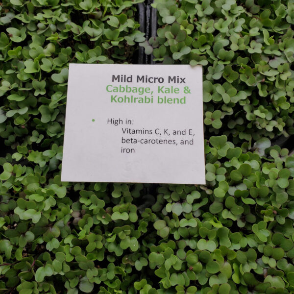 Mild Microgreens Mix