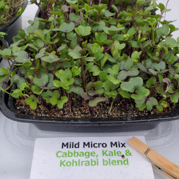 Mild Microgreens Mix