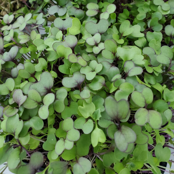 Mild Microgreens Mix