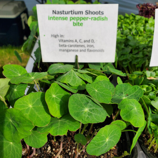 Nasturtium Shoots