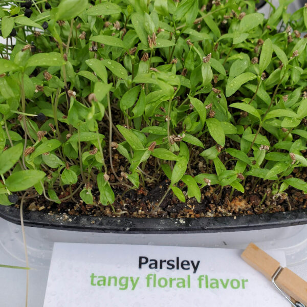 Parsley Microgreens