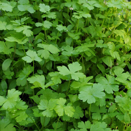 Parsley Microgreens