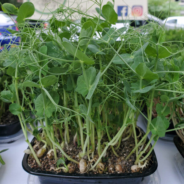 Pea Tendrils from Rooted Locally