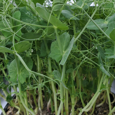 Pea Tendrils