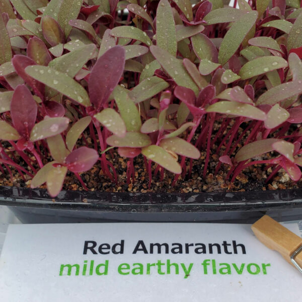 Red Amaranth Microgreens by Rooted Locally