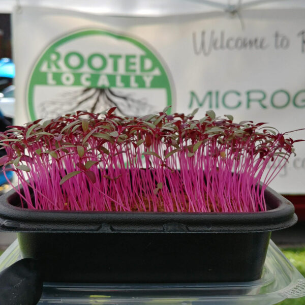 Red Amaranth Microgreens by Rooted Locally