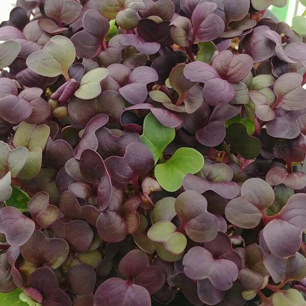 Red Rambo Radish by Rooted Locally