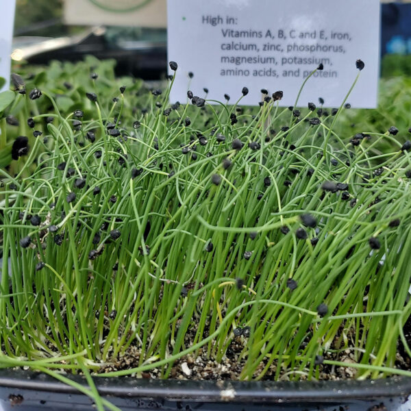 Scallion Microgreens