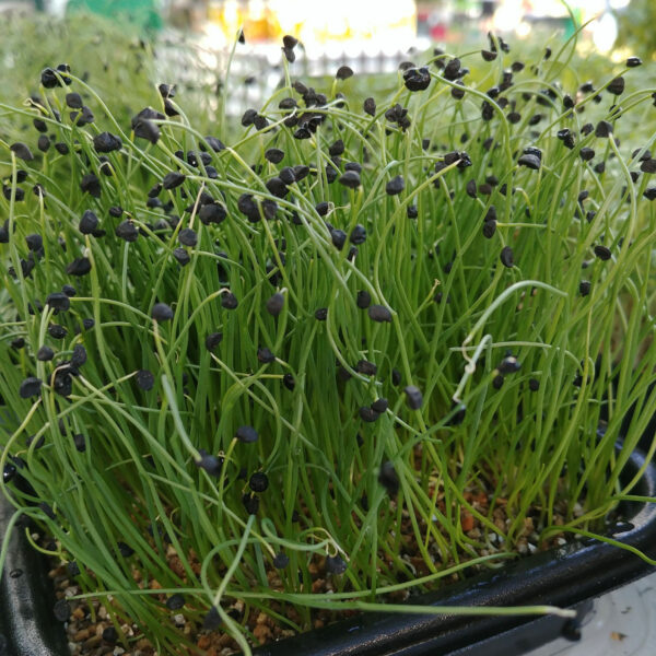 Scallion Microgreens