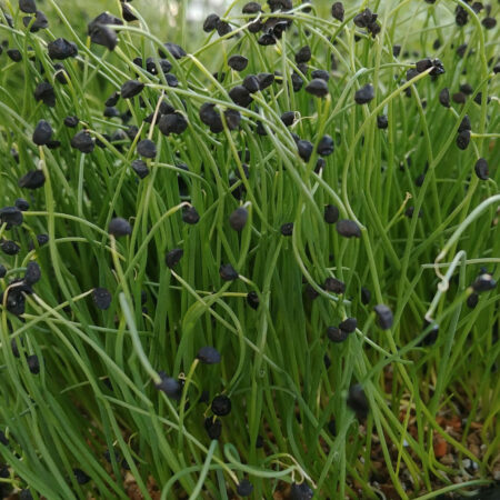 Scallions Microgreens