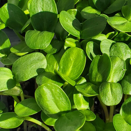 Black Oil Sunflower Shoots by Rooted Locally