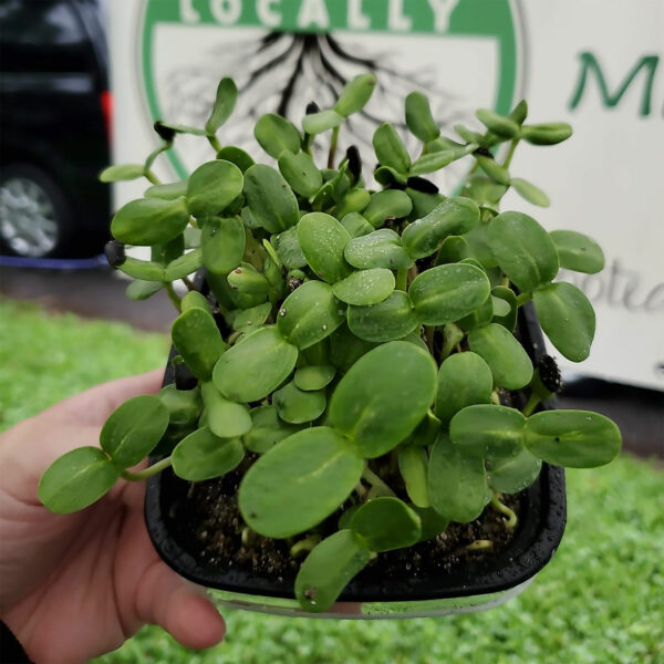 Black Oil Sunflower Shoots Microgreens by Rooted Locally