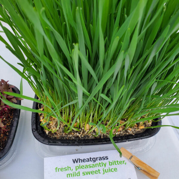 Wheatgrass Microgreens by Rooted Locally