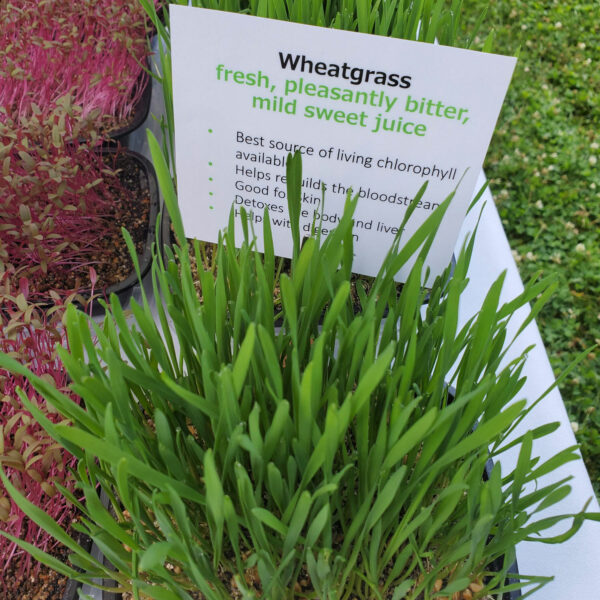 Wheatgrass Microgreens by Rooted Locally