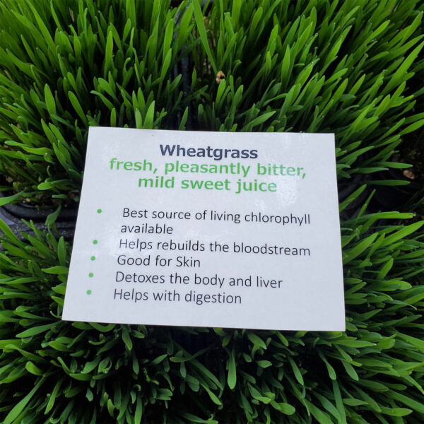 Wheatgrass Microgreens by Rooted Locally