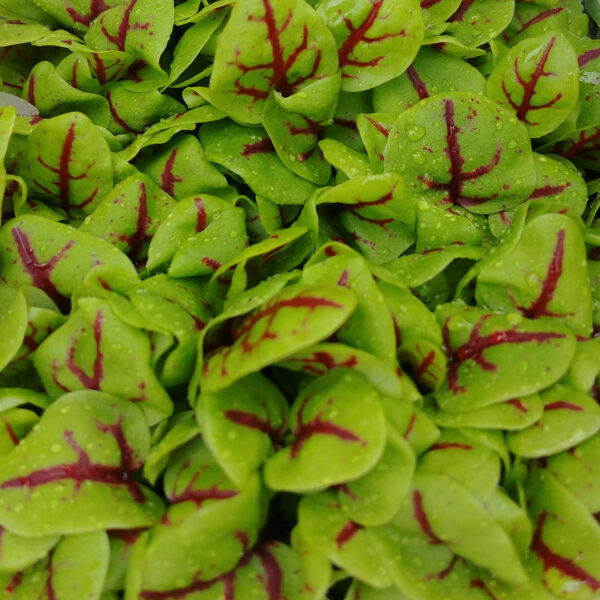 Red Veined Sorrel