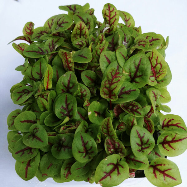 Red Veined Sorrel