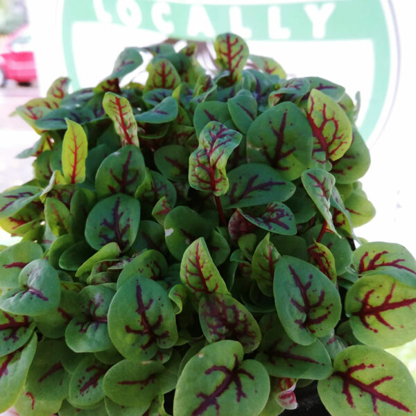 Red Veined Sorrel