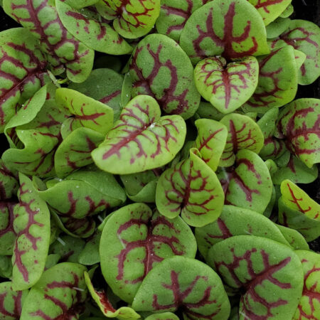 Red Veined Sorrel