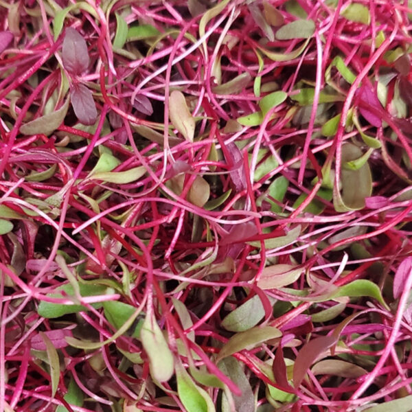 Red Mix Microgreens