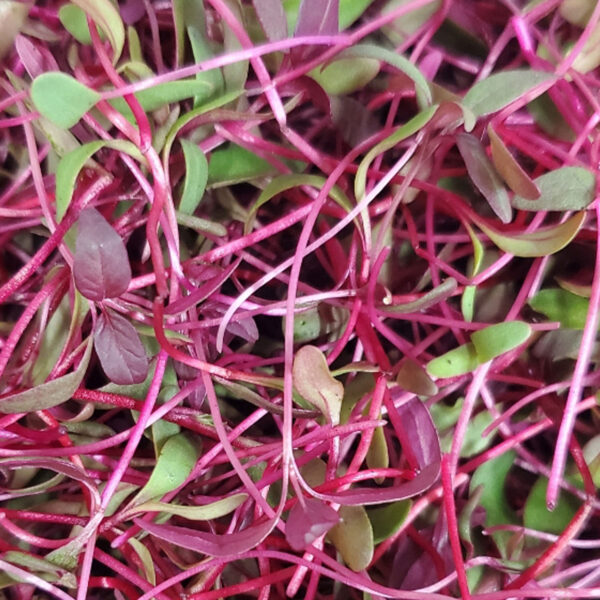 Red Mix Microgreens